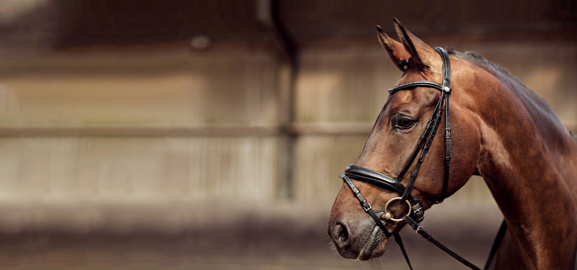ティエムワン：馬事関連（乗馬・競走馬）案件をトータルコーディネート/合同会社ティーエムワン